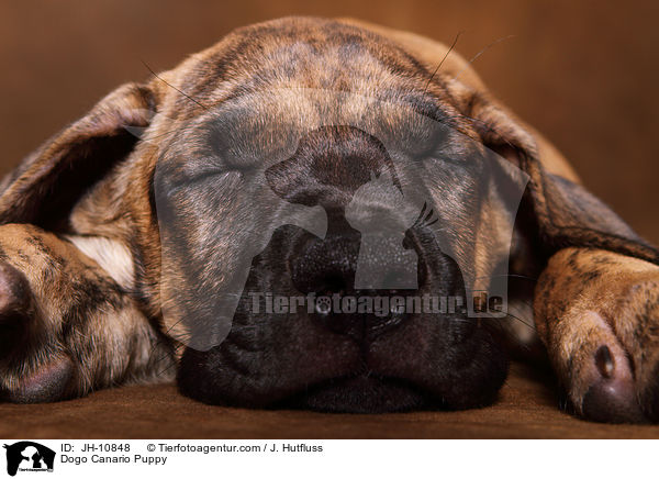 Dogo Canario Welpe / Dogo Canario Puppy / JH-10848