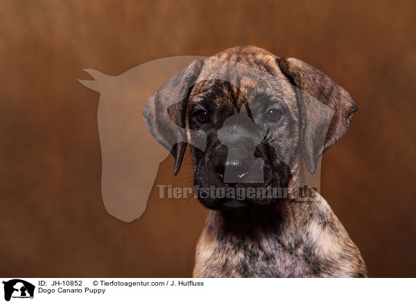 Dogo Canario Welpe / Dogo Canario Puppy / JH-10852