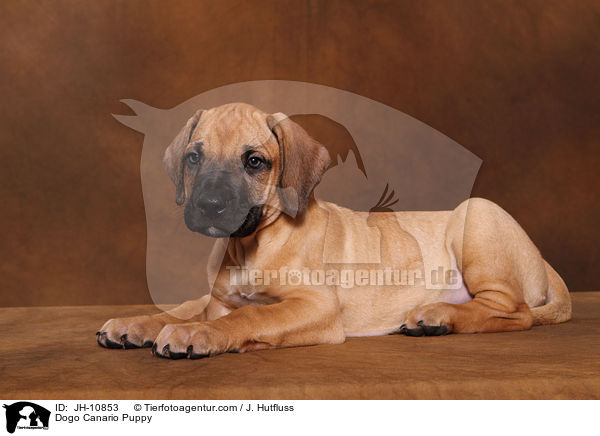 Dogo Canario Puppy / JH-10853