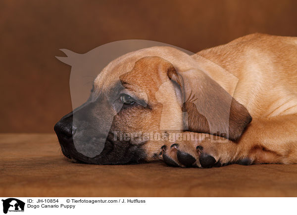 Dogo Canario Welpe / Dogo Canario Puppy / JH-10854