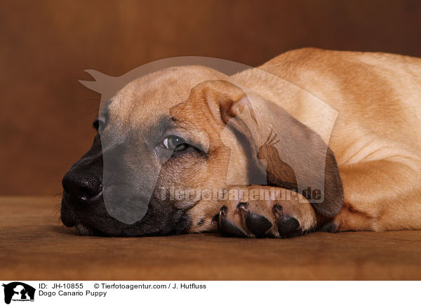 Dogo Canario Welpe / Dogo Canario Puppy / JH-10855