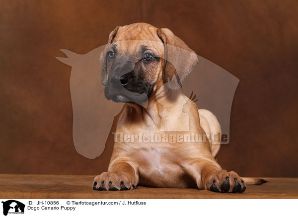 Dogo Canario Welpe / Dogo Canario Puppy / JH-10856