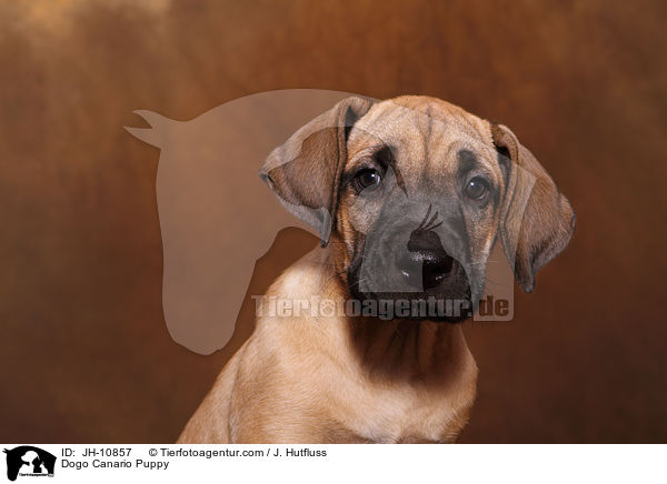 Dogo Canario Welpe / Dogo Canario Puppy / JH-10857