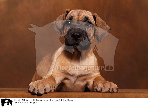 Dogo Canario Welpe / Dogo Canario Puppy / JH-10858