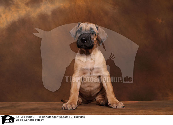 Dogo Canario Welpe / Dogo Canario Puppy / JH-10859