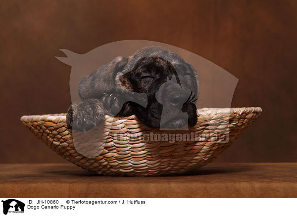 Dogo Canario Welpe / Dogo Canario Puppy / JH-10860