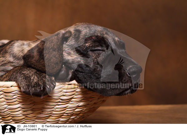 Dogo Canario Welpe / Dogo Canario Puppy / JH-10861