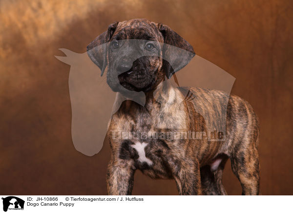 Dogo Canario Welpe / Dogo Canario Puppy / JH-10866