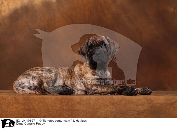 Dogo Canario Welpe / Dogo Canario Puppy / JH-10867