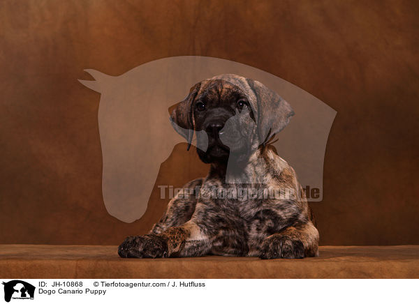 Dogo Canario Welpe / Dogo Canario Puppy / JH-10868