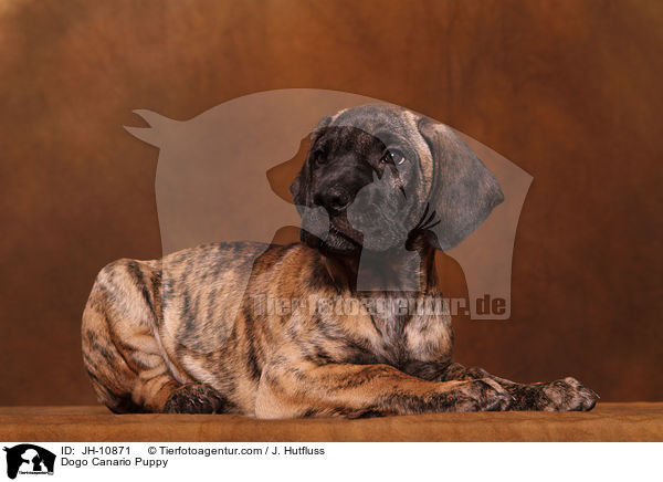 Dogo Canario Welpe / Dogo Canario Puppy / JH-10871