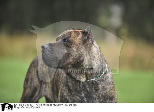 Dogo Canario Portrait / SST-08787