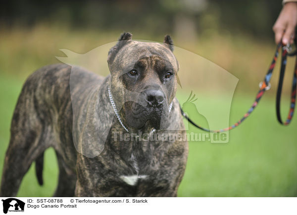 Dogo Canario Portrait / Dogo Canario Portrait / SST-08788