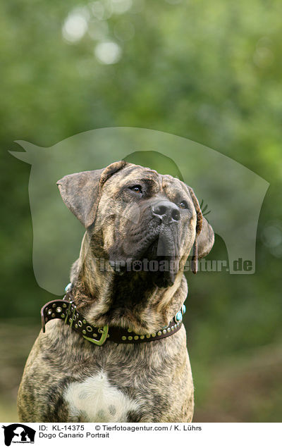Dogo Canario Portrait / KL-14375