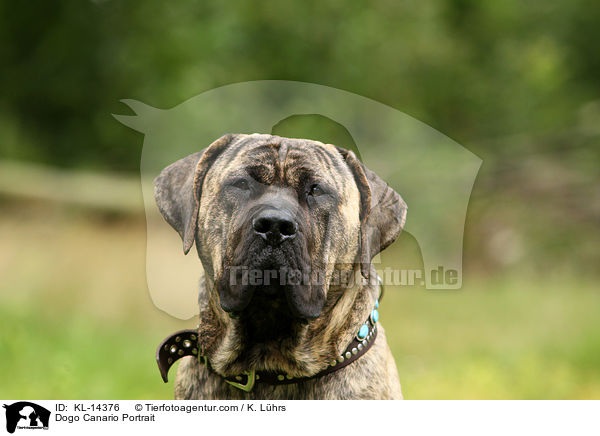 Dogo Canario Portrait / KL-14376