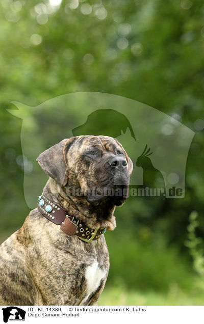 Dogo Canario Portrait / KL-14380