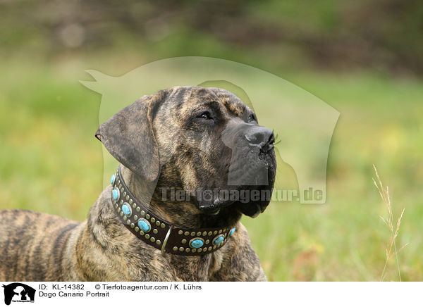 Dogo Canario Portrait / KL-14382