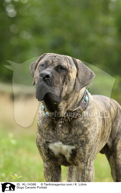 Dogo Canario Portrait / Dogo Canario Portrait / KL-14386