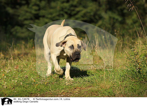 laufender Dogo Canario / walking Dogo Canario / KL-14678