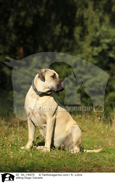 sitzender Dogo Canario / sitting Dogo Canario / KL-14679
