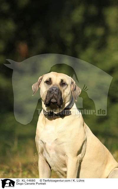 Dogo Canario Portrait / KL-14680