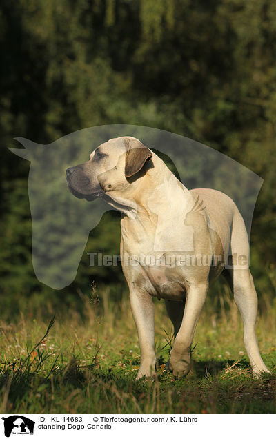 stehender Dogo Canario / standing Dogo Canario / KL-14683