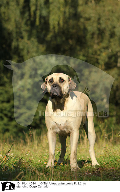 stehender Dogo Canario / standing Dogo Canario / KL-14684