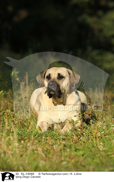 liegender Dogo Canario / lying Dogo Canario / KL-14686