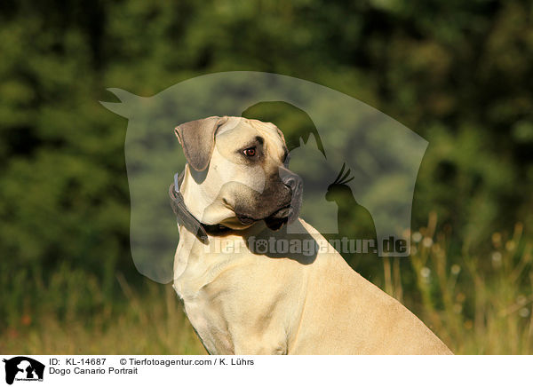 Dogo Canario Portrait / KL-14687