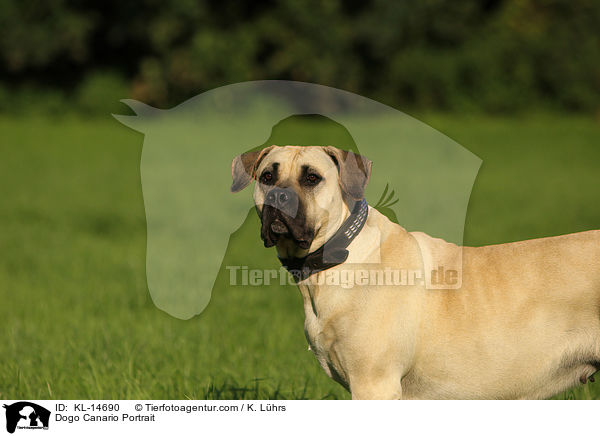 Dogo Canario Portrait / KL-14690