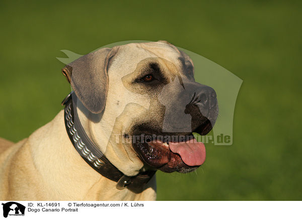 Dogo Canario Portrait / KL-14691