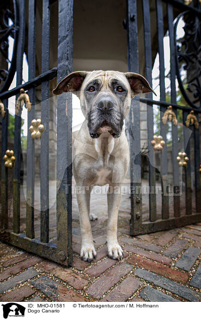 Dogo Canario / MHO-01581