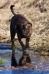 Dogo Canario