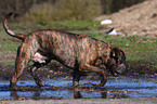 Dogo Canario