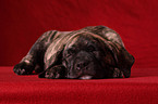 Dogo Canario Puppy