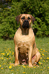 sitting Dogo Canario