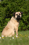 sitting Dogo Canario