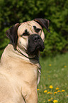 Dogo Canario Portrait