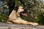 Dogo Canario