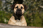 Dogo Canario