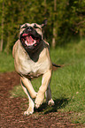 running Dogo Canario