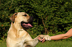 Dogo Canario gives paw