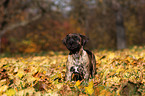 Dogo Canario Puppy