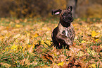 Dogo Canario Puppy