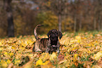 Dogo Canario Puppy