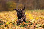 Dogo Canario Puppy