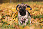 Dogo Canario Puppy