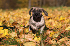 Dogo Canario Puppy