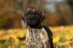 Dogo Canario Puppy