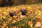 Dogo Canario Puppies